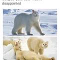 polar-cats.jpg