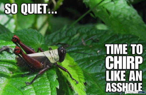 chirp.jpg