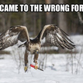 wrong-forest.jpg