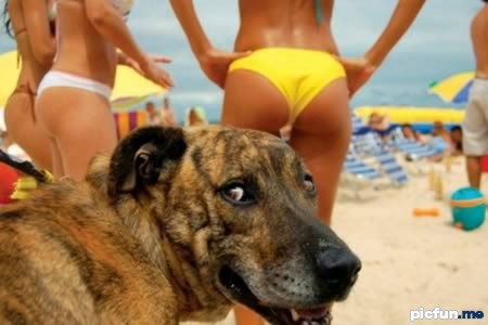 dog-among-bikinis.jpg