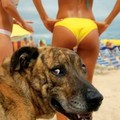 dog-among-bikinis.jpg