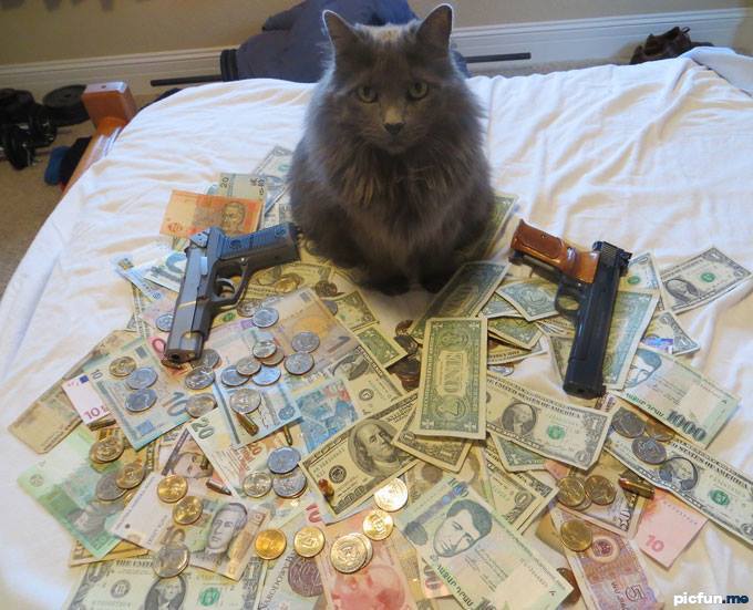 cat-money-gangster.jpg
