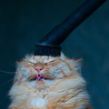 vacum-cleaner.jpg