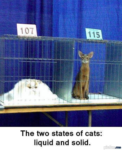 two-states-of-cats.jpg